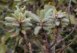 Scaevola verticillata