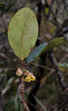 Ternstroemia lowii