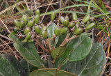 Viburnum sp. Fruits.