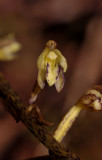 Aphyllorchis pallida. Close-up.