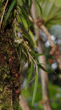 Bulbophyllum pocillum