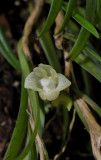 Bulbophyllum pocillum. Close-up.