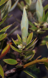 Styphelia malayanus