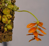 Bulbophyllum kanburiensis aff.