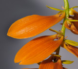 Bulbophyllum kanburiensis aff. Closer.