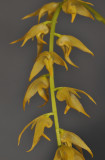 Bulbophyllum obliquum. Closer.