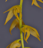 Bulbophyllum obliquum. Close-up.
