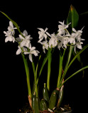 Coelogyne nitida. White flowered form.