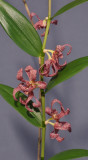 Dendrobium falcatum