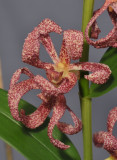 Dendrobium falcatum. Close-up.