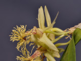 Dendrobium comatum. Close-up side.