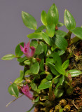 Dendrobium sp. nov. aff subacaule.