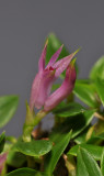 Dendrobium sp. nov. aff subacaule. Close-up side.