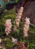 Lathraea squamaria