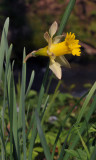 Narcissus pseudonarcissus. Closer.