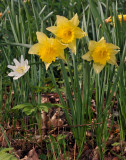 Narcissus pseudonarcissus. 