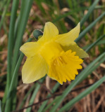 Narcissus pseudonarcissus. Close-up. 