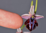 Ophrys sphegodes subsp. spruneri with finger.