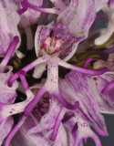 Orchis simia. Close-up.
