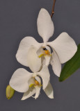 Phalaenopsis amabilis 