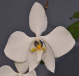 Phalaenopsis amabilis. Close-up. 