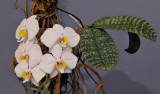 Phalaenopsis philippinensis 