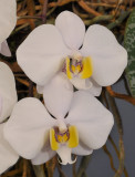 Phalaenopsis philippinensis. Closer. 92