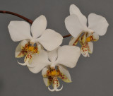 Phalaenopsis stuartiana. Closer. 