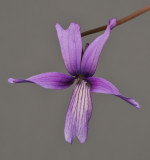 Viola sp. Taiwan.