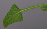 Viola sp. Taiwan leaf.