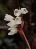 Pholidota sigmatochilus. Close-up.