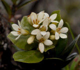 Pittosporum prediticola. Close-up.