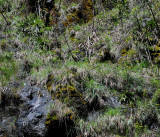 Paphiopedilum rothschildianum on cliff.