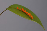 Pleurothallis truncata