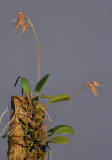 Bulbophyllum taiwanense 