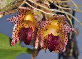 Bulbophyllum leopardinum. Close-up.