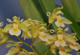Chelonistele sulphurea subsp. sulphurea