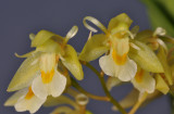 Chelonistele sulphurea subsp. sulphurea. Closer.