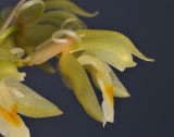 Chelonistele sulphurea subsp. sulphurea. Closer side. 