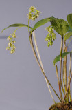 Dendrobium crassilabium 