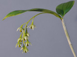 Dendrobium crassilabium. Closer. 