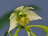 Dendrobium crassilabium. Close-up. 