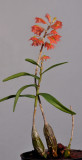 Dendrobium faciferum