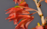 Dendrobium faciferum. Close-up side.