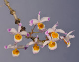Dendrobium pendulum