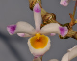 Dendrobium pendulum. Close-up.