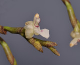 Agrostophyllum sp. nov. Close-up.  