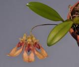Bulbophyllum annandalei 