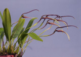 Bulbophyllum antenniferum 