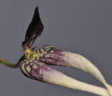 Bulbophyllum contortisepalum. Close-up.